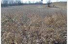 Property photo 8 - East Allen County - 55 Acre Land Auction